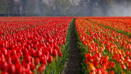 Netherlands.jpg