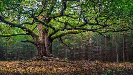 Tree RI image - iStock.jpg