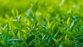Leaf 136.jpg
