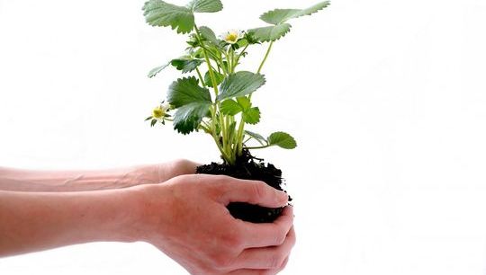 plant-164500_1280.jpg