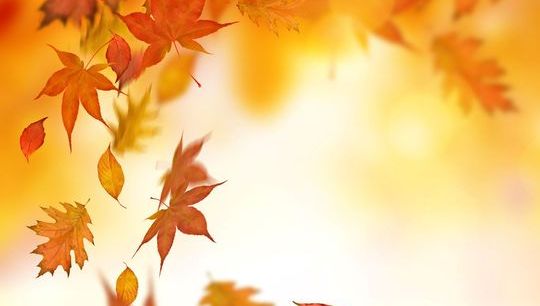 Leaf 4.jpg