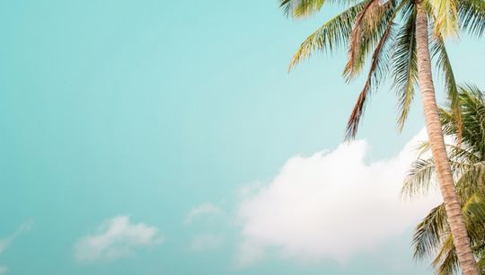 PCIF25 - web banner - palm trees v2.jpg