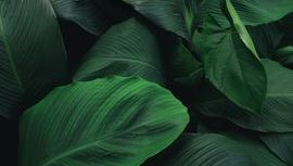 Leaf 7.jpg