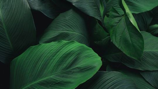 Leaf 7.jpg