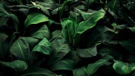 Leaf 146.jpg