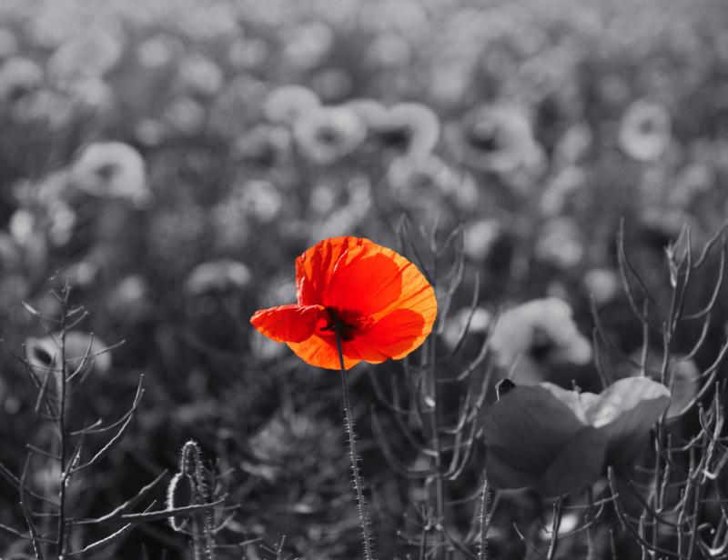 Jacks Poppy.jpg 1