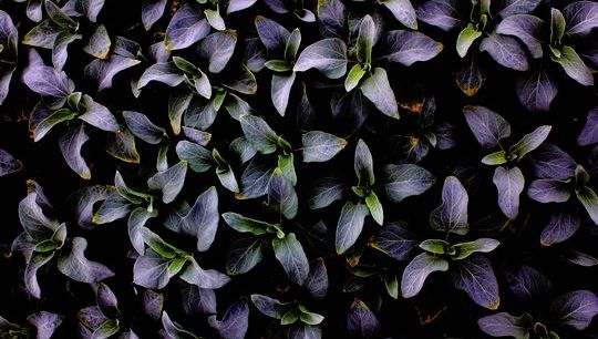 Leaf 212.jpg